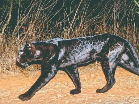 चांदोलीत काळ्या बिबट्याचे दुर्मिळ दर्शन