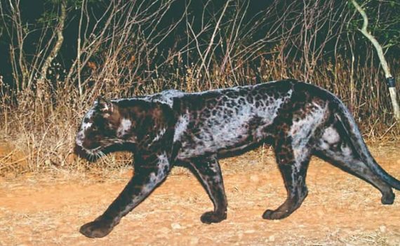 चांदोलीत काळ्या बिबट्याचे दुर्मिळ दर्शन