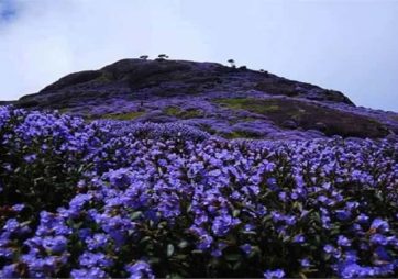 निसर्गाची किमया – नीलगिरी पर्वतरांग