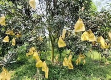 रत्नागिरी हापूसला बॅगिंगची संजीवनी