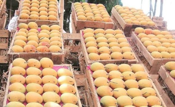 हापूसच्या पेटीवर उत्पादक राज्याचे नाव बंधनकारक