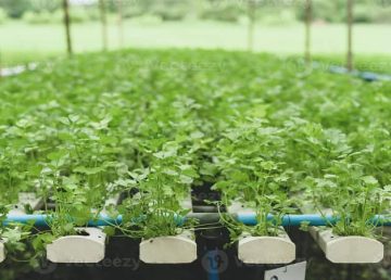 हायड्रोपोनिक कोथिंबीरीची लागवड