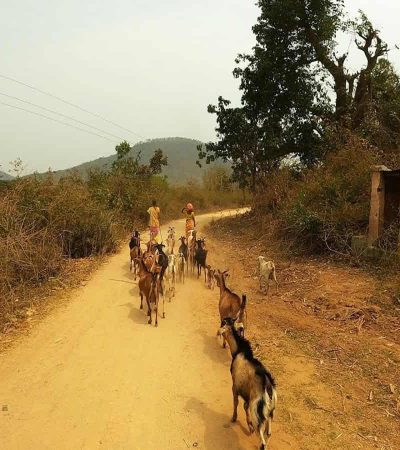 ओडिशात भूगर्भीय हालचालींमुळे भीतीचे वातावरण
