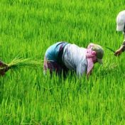 बोगस बियाण्यांबाबत रायगडात सतर्कतेचा इशारा