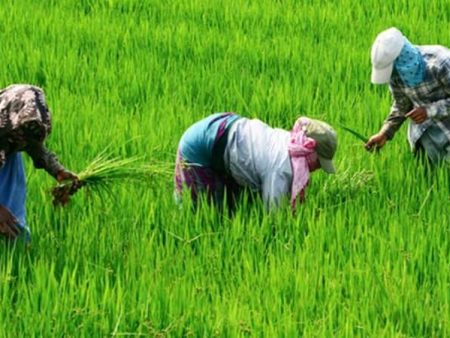 बोगस बियाण्यांबाबत रायगडात सतर्कतेचा इशारा