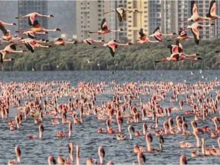 फ्लेमिंगोच्या सुरक्षेसाठी पाणथळ क्षेत्रात ड्रोनबंदी