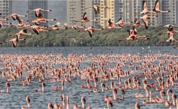 फ्लेमिंगोच्या सुरक्षेसाठी पाणथळ क्षेत्रात ड्रोनबंदी