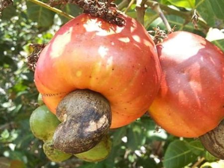 देशातील पहिली काजू बाजारपेठ कोल्हापुरात