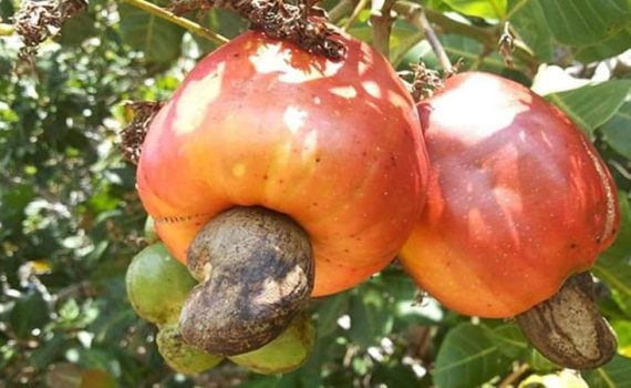 देशातील पहिली काजू बाजारपेठ कोल्हापुरात