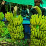 खानदेशच्या केळीला देशभरातून मागणी