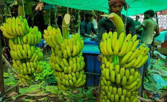 खानदेशच्या केळीला देशभरातून मागणी