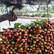 पालघरच्या बाजारात लिची दाखल
