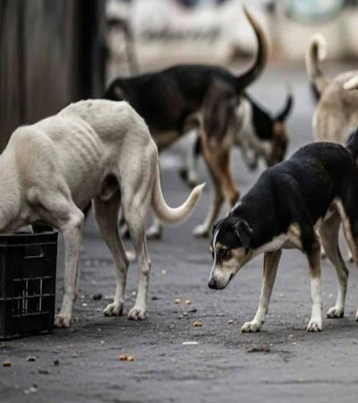 सर्वोच्च न्यायालयाचा भटक्या कुत्र्यांबाबत निर्णय