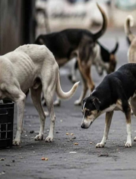 सर्वोच्च न्यायालयाचा भटक्या कुत्र्यांबाबत निर्णय