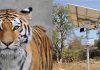 वन संवर्धनासाठी कृत्रिम बुद्धिमत्तेची मदत