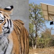 वन संवर्धनासाठी कृत्रिम बुद्धिमत्तेची मदत