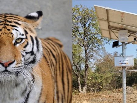 वन संवर्धनासाठी कृत्रिम बुद्धिमत्तेची मदत