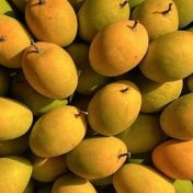 पुण्यात हापूस आंब्याचा हंगाम संपणार