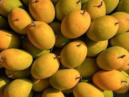 पुण्यात हापूस आंब्याचा हंगाम संपणार