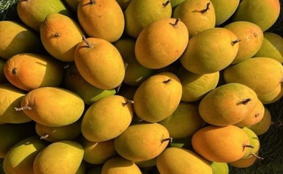 पुण्यात हापूस आंब्याचा हंगाम संपणार