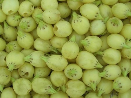 मेळघाटात मोहफुलांचा हंगाम सुरू