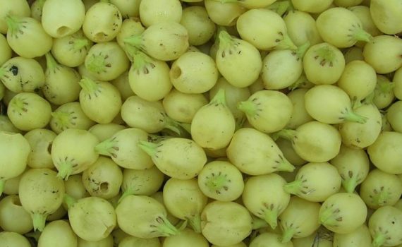 मेळघाटात मोहफुलांचा हंगाम सुरू
