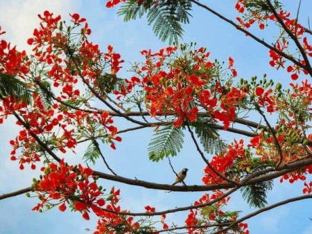 साताऱ्यात गुलमोहर दिन साजरा