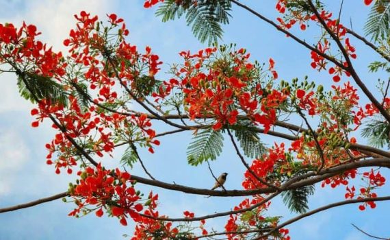 साताऱ्यात गुलमोहर दिन साजरा