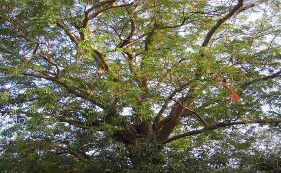 इंदापूरात चिंचेच्या भरघोस उत्पादनाची शक्यता