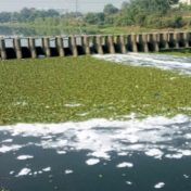 इंद्रायणी नदी प्रदूषणाच्या विळख्यात