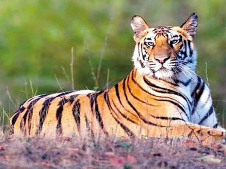 व्याघ्र प्रकल्पात विकासकामांवर बंदी नाही