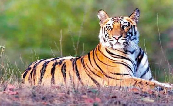 व्याघ्र प्रकल्पात विकासकामांवर बंदी नाही