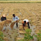वर्ध्यात सोयाबीन नुकसानभरपाई मंजूर