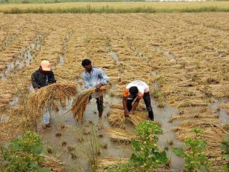 वर्ध्यात सोयाबीन नुकसानभरपाई मंजूर