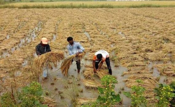 वर्ध्यात सोयाबीन नुकसानभरपाई मंजूर