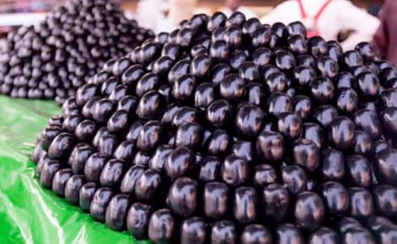 बदलापुरात जांभूळ संशोधन केंद्र मंजूर