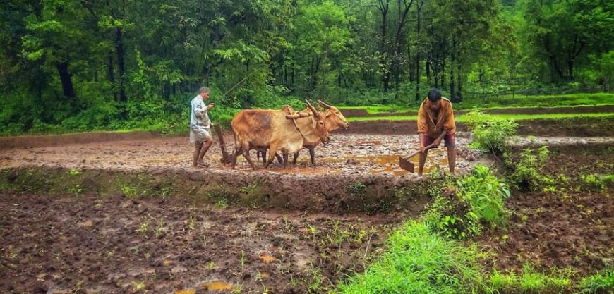 मुख्यमंत्र्यांचे पेरणीबाबत आवाहन