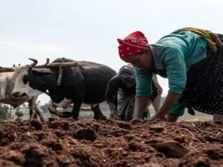 मान्सून लांबल्याने उरणचा बळीराजा चिंतेत