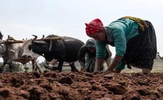 मान्सून लांबल्याने उरणचा बळीराजा चिंतेत