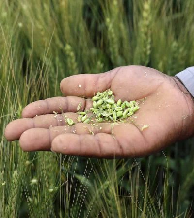 धान्य उत्पादनात भारताचा नवा विक्रम