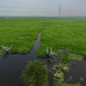 सुरहा ताल शंभरावे पाणथळ क्षेत्र