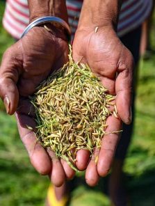 खरीप पिकांच्या क्षेत्रात लक्षणीय वाढ
