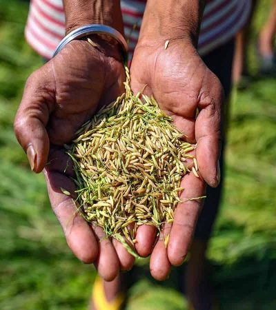 खरीप पिकांच्या क्षेत्रात लक्षणीय वाढ