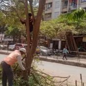 वसई विरारमध्ये धोकादायक झाडांची छाटणी