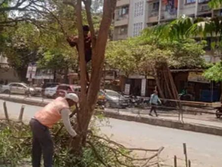 वसई विरारमध्ये धोकादायक झाडांची छाटणी