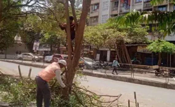 वसई विरारमध्ये धोकादायक झाडांची छाटणी