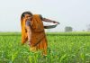 महिला शेतकऱ्यांना स्वतंत्र दर्जा