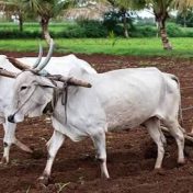 सांगली जिल्ह्यात खरीप पेरण्यांना वेग