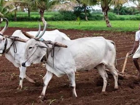 सांगली जिल्ह्यात खरीप पेरण्यांना वेग