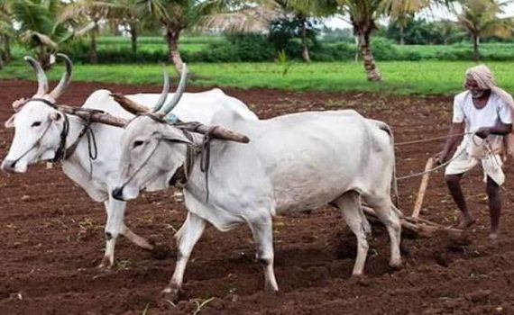 सांगली जिल्ह्यात खरीप पेरण्यांना वेग